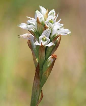 Chloraea philippi Rchb.f.