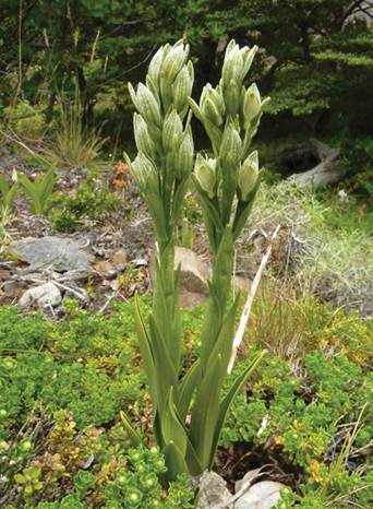 Chloraea fonkii Phil. as C. gaudichaudii Brongn.