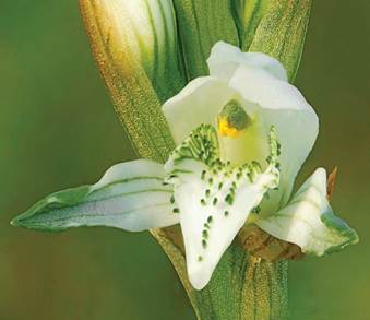 Chloraea kruegeri Phil. ex Kraenzl. as C. chica Poepp.