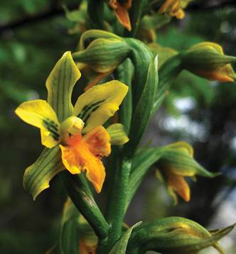 Chloraea litoralis Phil. as Gavilea littoralis (Phil.) M.N.Correa.