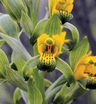 Chloraea papillosa Phil. as Correorchis cylindrostachya (Poepp.) Szlach. Collected by P. Germain.