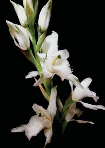 Chloraea reflexa Phil. as C. galeata Lindl.