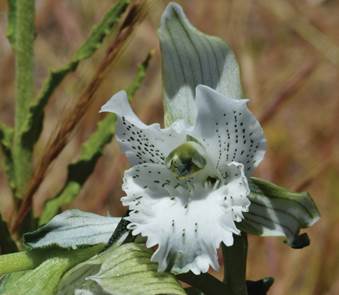 Chloraea spectabilis Phil. as C. crispa Lindl.