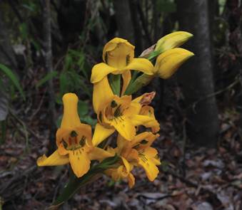 Chloraea semitensis Phil. ex Kraenzl. as C. gavilu Lindl.