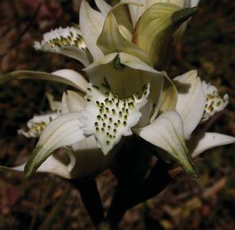 Chloraea volkmannii Phil. ex Kraenzl.
