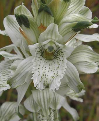 Chloraea heteroglossa Rchb.f.