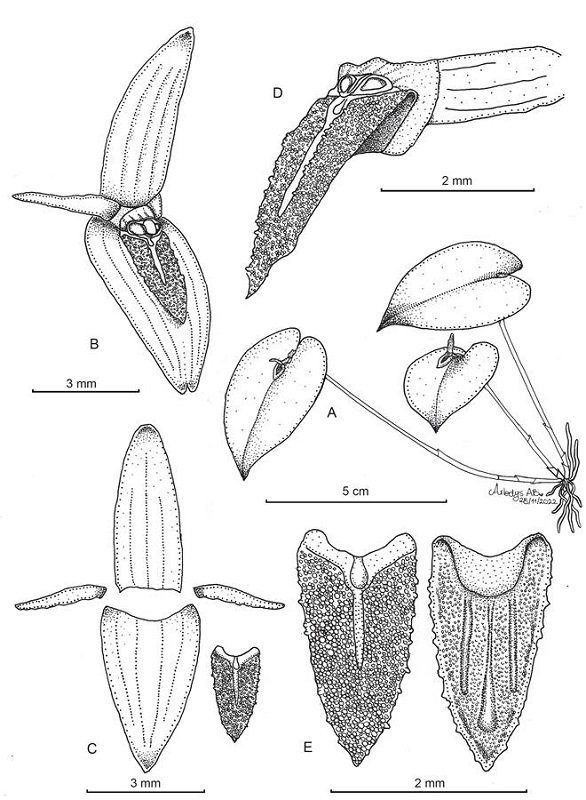 Pleurothallis franciana Sierra-Ariza.
