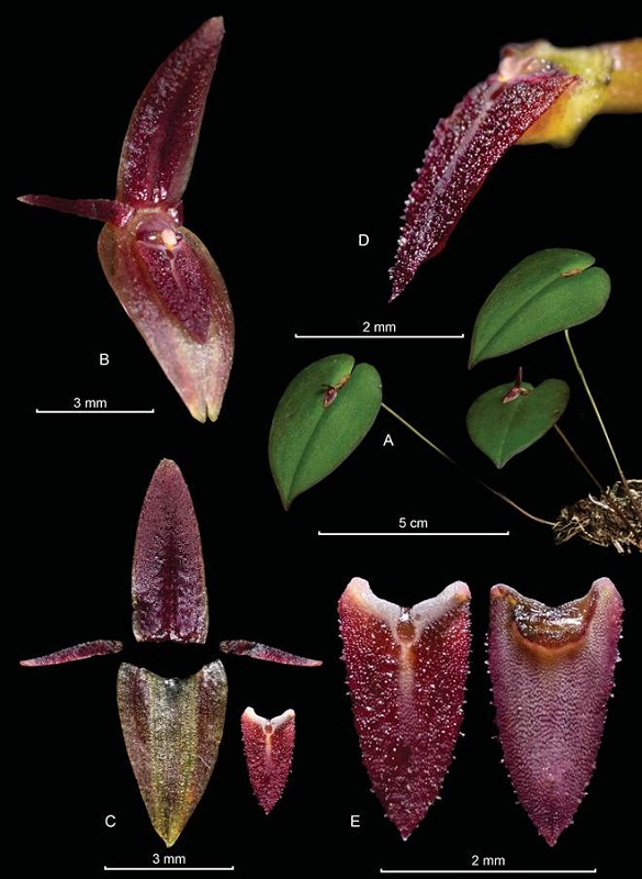 Pleurothallis franciana Sierra-Ariza.