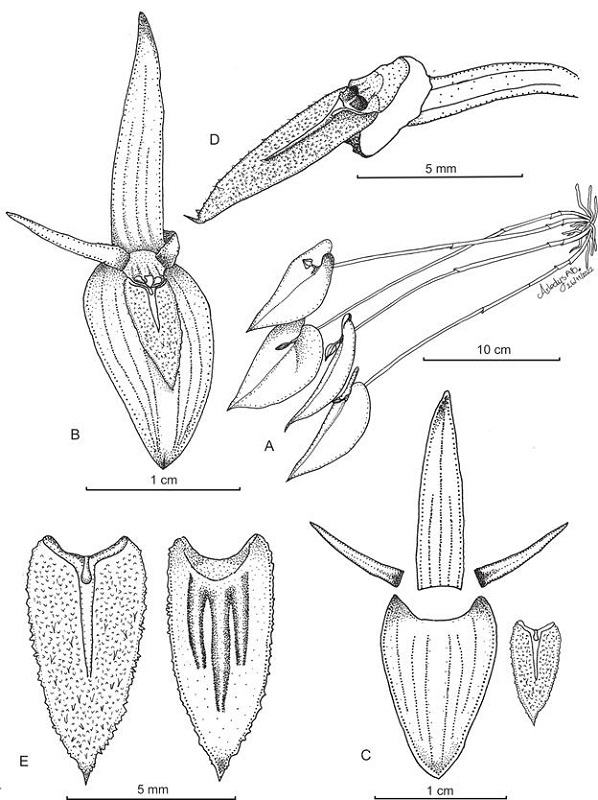 Pleurothallis petroana Sierra-Ariza.