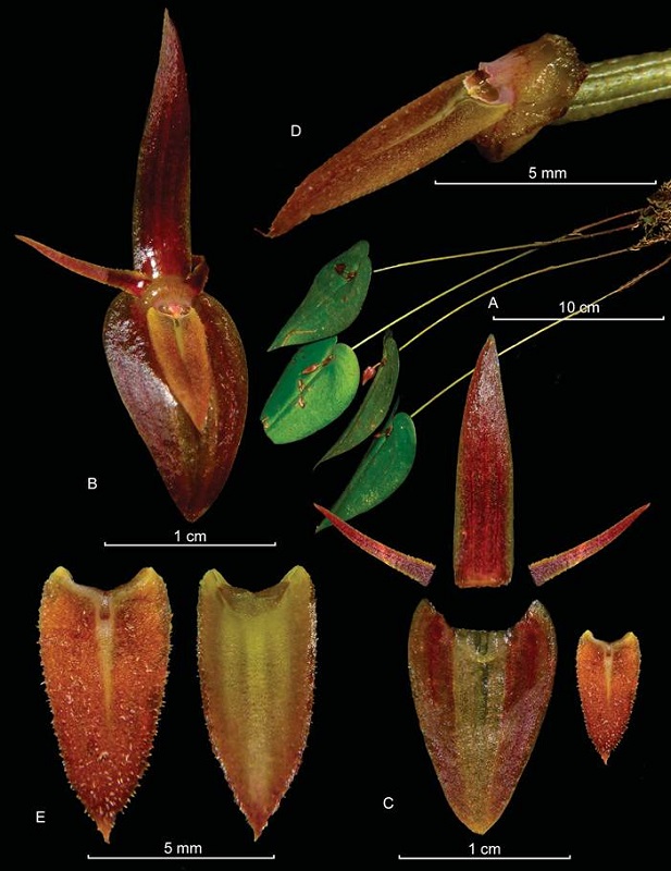 Pleurothallis petroana Sierra-Ariza.