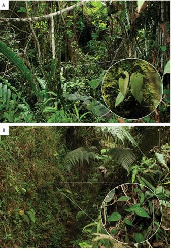 Photographs of the new species in situ.