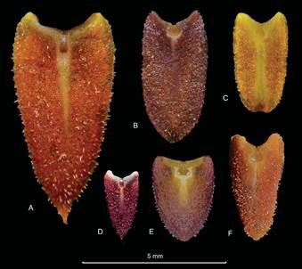 Adaxial view of the lip in morphologically similar species of Pleurothallis.
