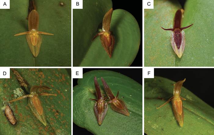 Flower morphology of similar species of Pleurothallis.