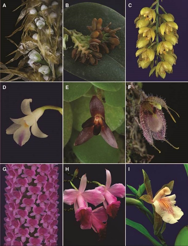 A-I, orchid genera of Costa Rican flora.