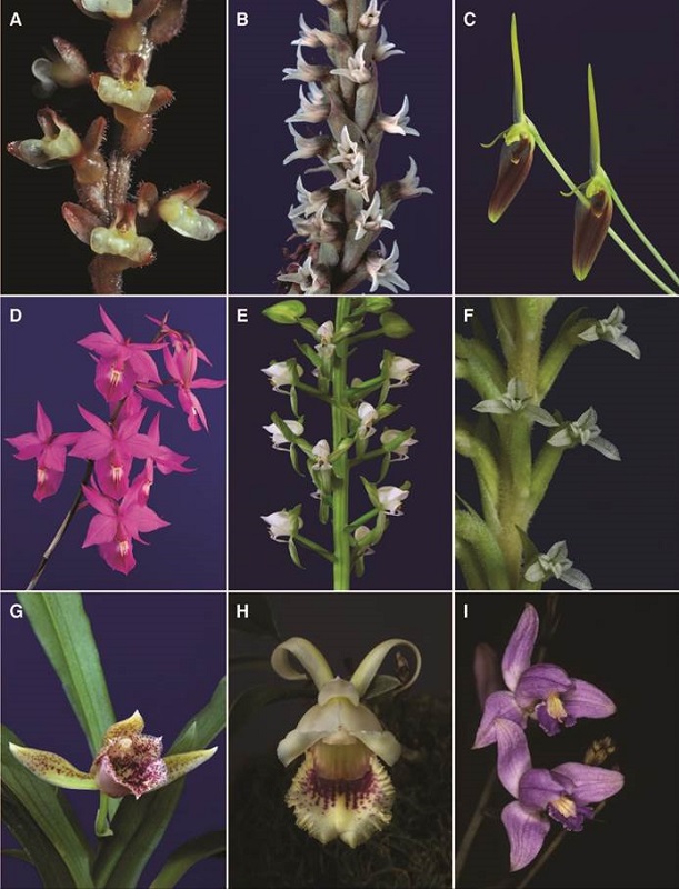 A-I, orchid genera of Costa Rican flora.