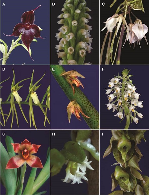 A-I, orchid genera of Costa Rican flora.
