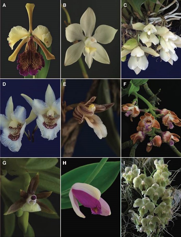 A-I, orchid genera of Costa Rican flora.