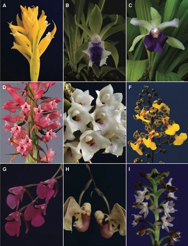 A-I, orchid genera of Costa Rican flora.