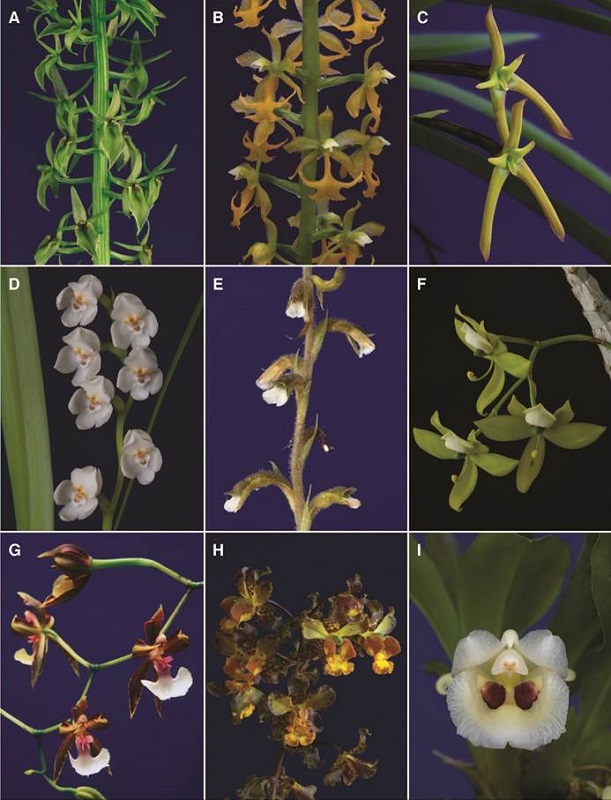 A-I, orchid genera of Costa Rican flora.