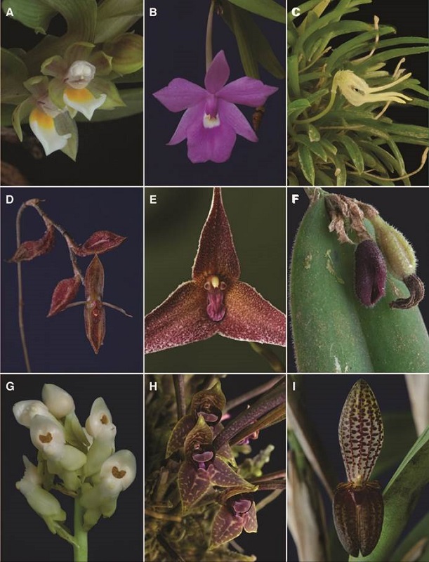 A-I, orchid genera of Costa Rican flora.