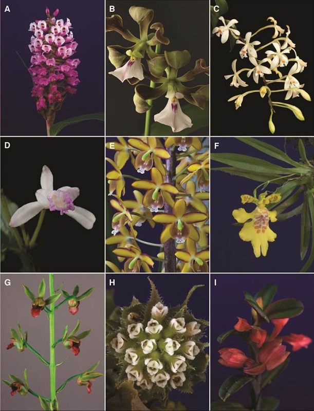 A-I, orchid genera of Costa Rican flora.