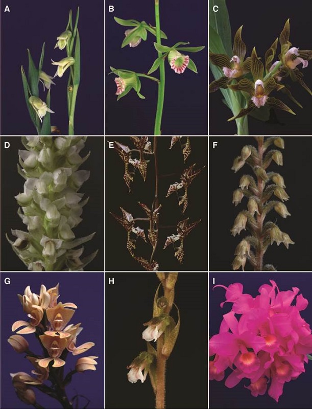 A-I, orchid genera of Costa Rican flora.