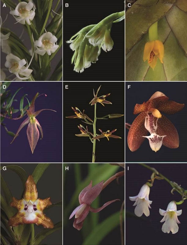 A-I, orchid genera of Costa Rican flora.