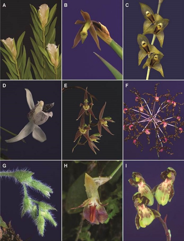 A-I, orchid genera of Costa Rican flora.