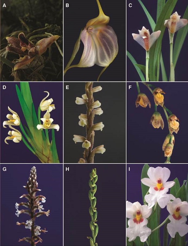 A-I, orchid genera of Costa Rican flora.