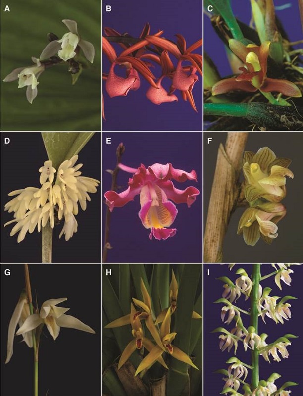 A-I, orchid genera of Costa Rican flora.