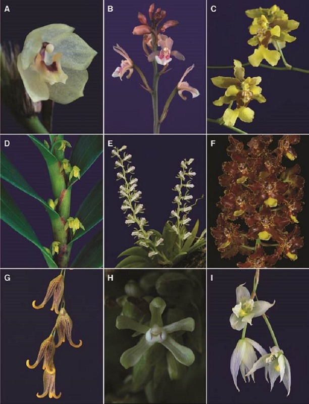 A-I, orchid genera of Costa Rican flora.