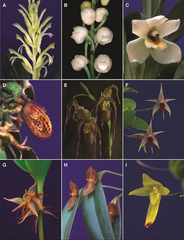 A-I, orchid genera of Costa Rican flora.