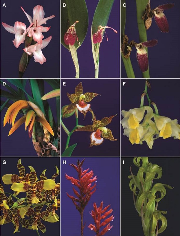 A-I, orchid genera of Costa Rican flora.
