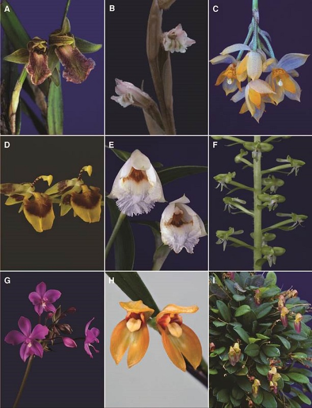 A-I, orchid genera of Costa Rican flora.