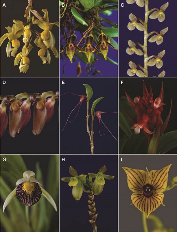 A-I, orchid genera of Costa Rican flora.
