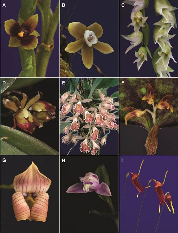 A-I, orchid genera of Costa Rican flora.