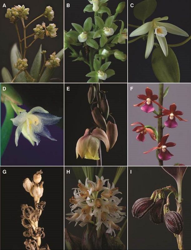 A-I, orchid genera of Costa Rican flora.