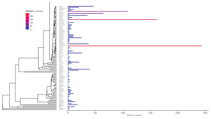 Genus-level phylogenetic tree (ML) based on nrITS sequences of representative genera of the Costa Rican orchid flora showing species numbers across genera.