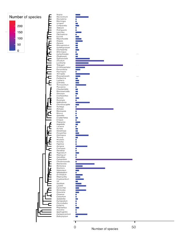 Genus-level phylogenetic tree (ML) based on nrITS sequences of representative genera of the Costa Rican orchid flora showing species numbers across genera.
