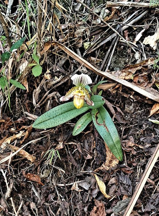 Natural habitat of Paphiopedilum  pradhanii in Zhemgang District of Bhutan.