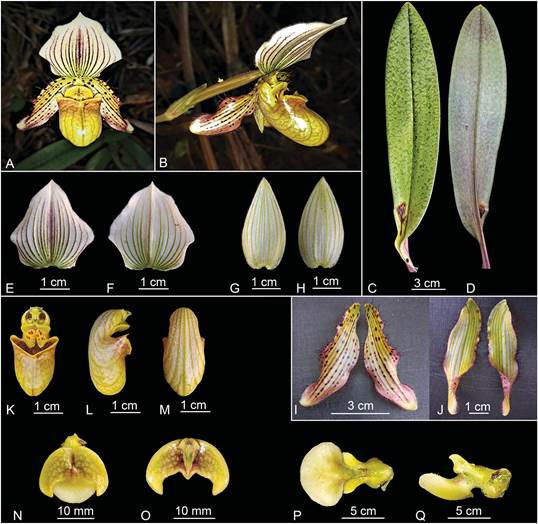 Paphiopedilum  pradhanii.