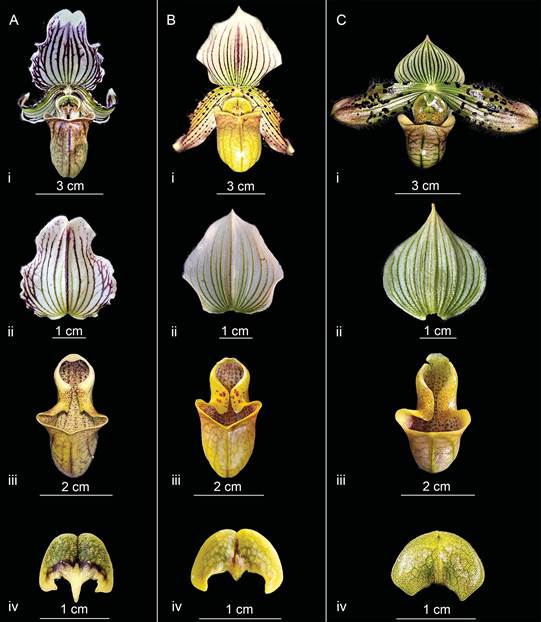 Key morphological characters of all three species.