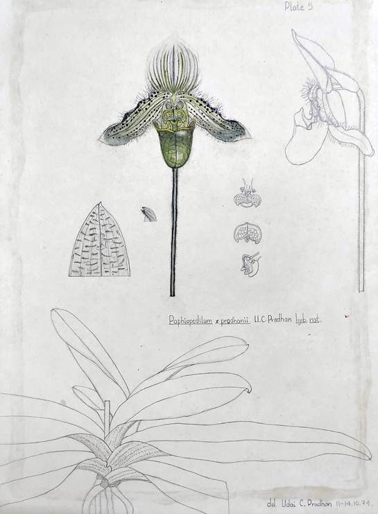Holotype of Paphiopedilumpradhanii.