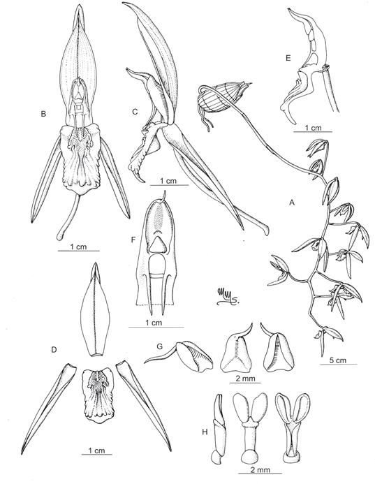 Catasetum caquetense R.A.Caldern-lvarez & M.Bonilla.
