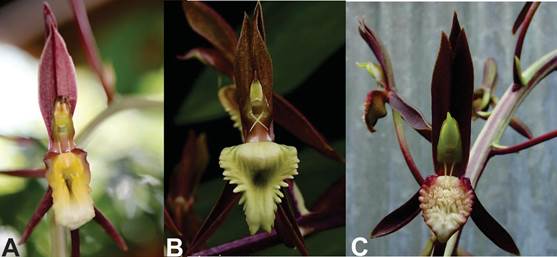 Comparison of morphologically similar species of Catasetum.