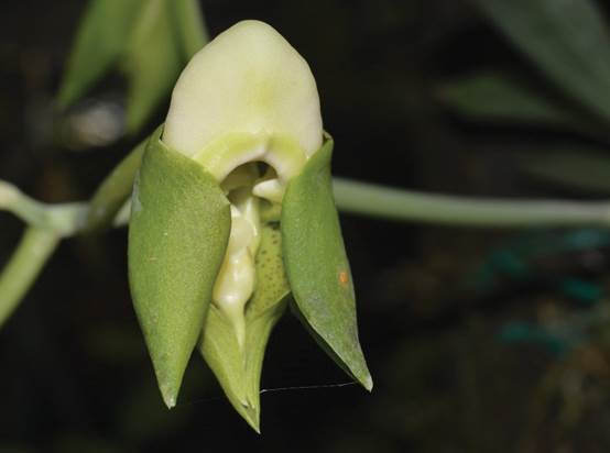 Catasetum collare Cogn.