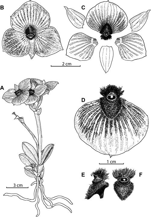 Illustration of Telipogon pillaropatatensis Iturralde, Monteros & Baquero.