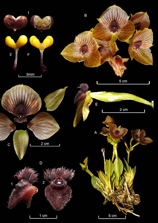 Composite plate of Telipogon pillaropatatensis Iturralde, Monteros & Baquero.