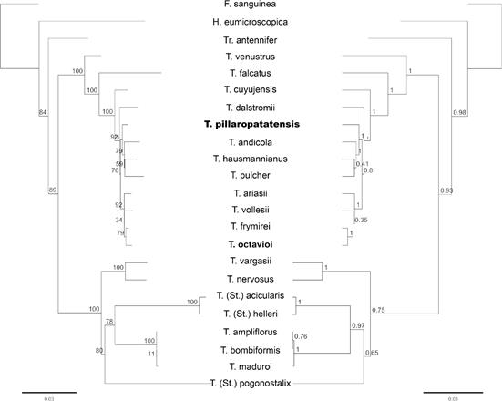 Reconstructed phylogenetic trees of concatenated markers rITS and matK including the position of Telipogon pillaropatatensis and its relationships.