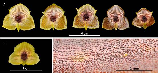 Flower size and color variation of T. pillaropatatensis Iturralde, Monteros & Baquero.
